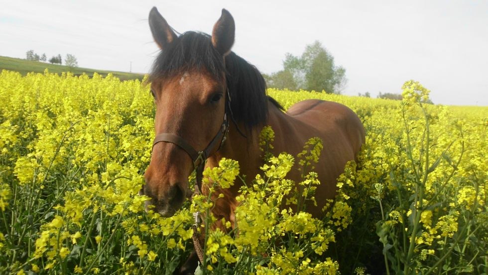 Discover the largest rapeseed chamber in Germany with the Silberweide farm, © Hof Silberweide/ Alrun Romanus