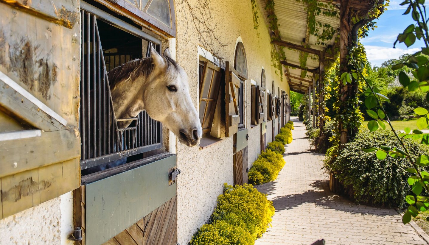 The riding facilities in the country offer plenty of space for children, adults, ponies and horses., © TMV/Bombis