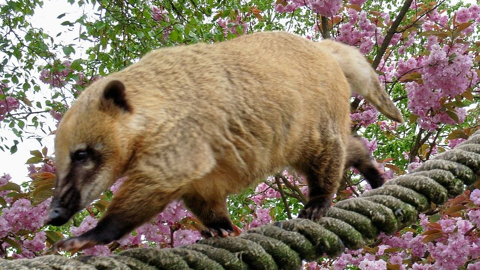 The coatis walk on thick ropes directly above the heads of the visitors, © Tierpark Wismar