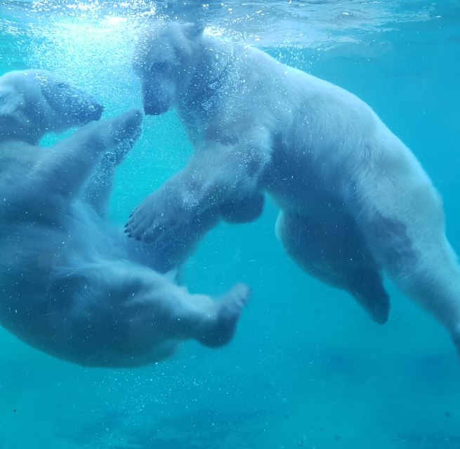 © Zoo Rostock/Franziska Bruhn