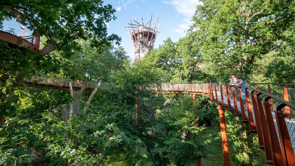 On the new treetop path Ivenacker Eichen families and nature lovers get on the track of the secrets of the trees, © TMV/Tiemann