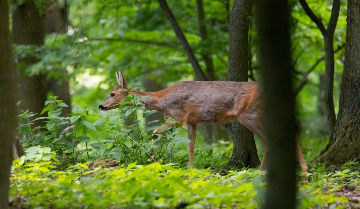 nezr_-reh-im-wald_klein, © Erlebnis Akademie AG/ Naturerbe Zentrum Rügen