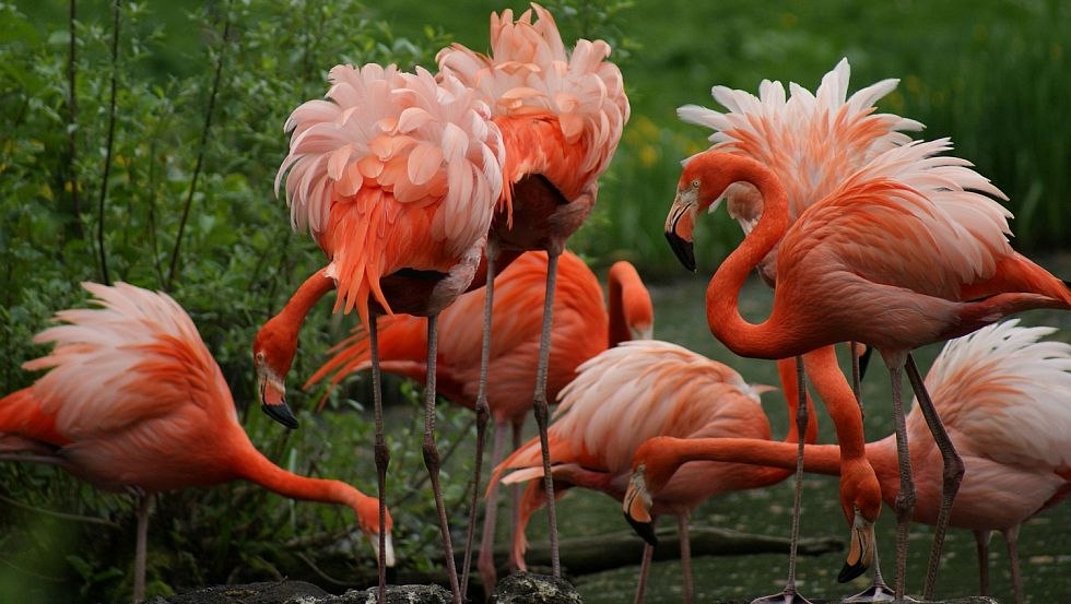 Experience animals up close, © Zoo Schwerin/Erika Hellmich