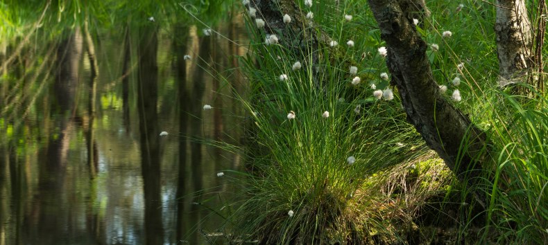 © Infozentrum Wald & Moor Neuheide