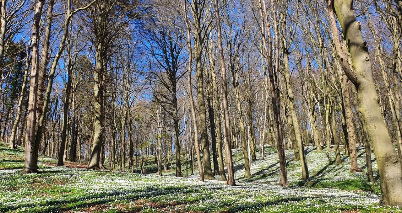 Forest bathing in spring (c) Kurverwaltung Göhren, © Kurverwaltung Goehren