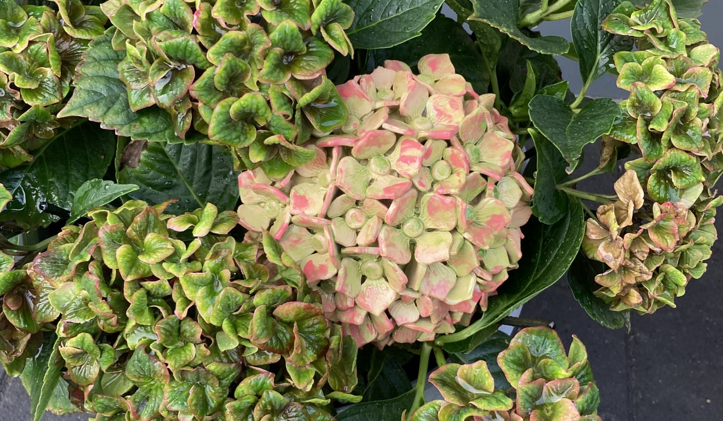 Hydrangeas, © Sabine Gogolin