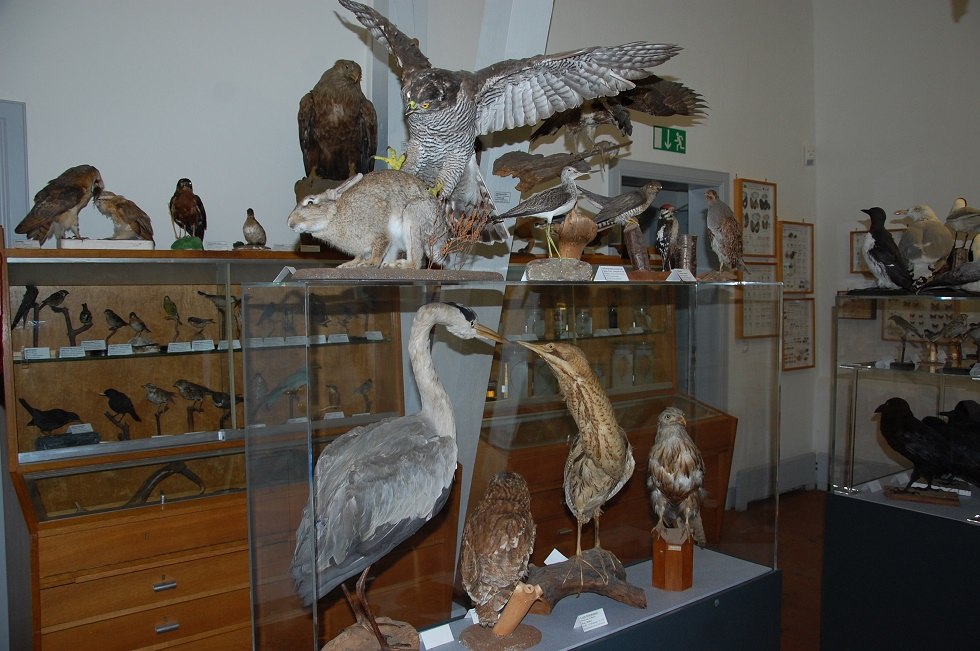 The exhibition on the first floor shows native animals., © Gabriele Skorupski