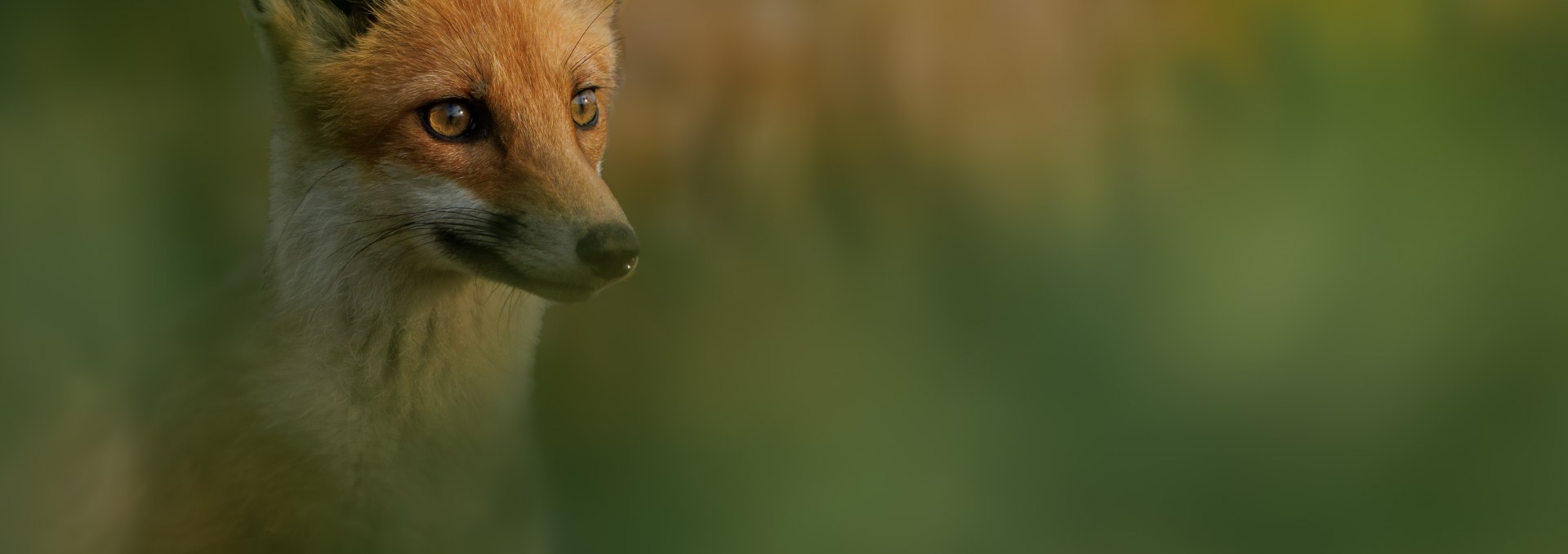 Juvenile fox, © Vogeltouren MV