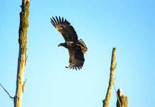 Journey to the territory of the white-tailed eagle, © Vogeltouren MV