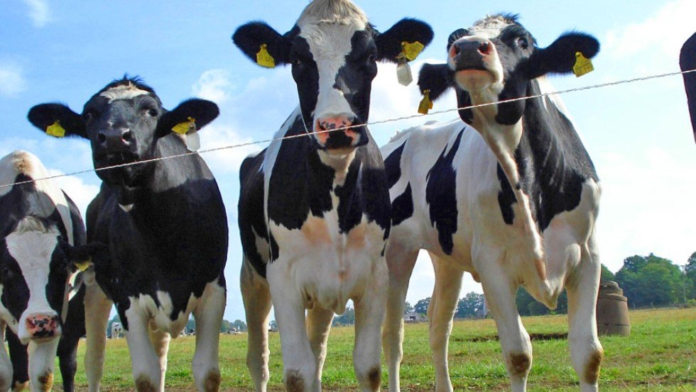 The 1,000 hardworking dairy cows produce up to ten million kg of milk per year, © AGP Lübesse