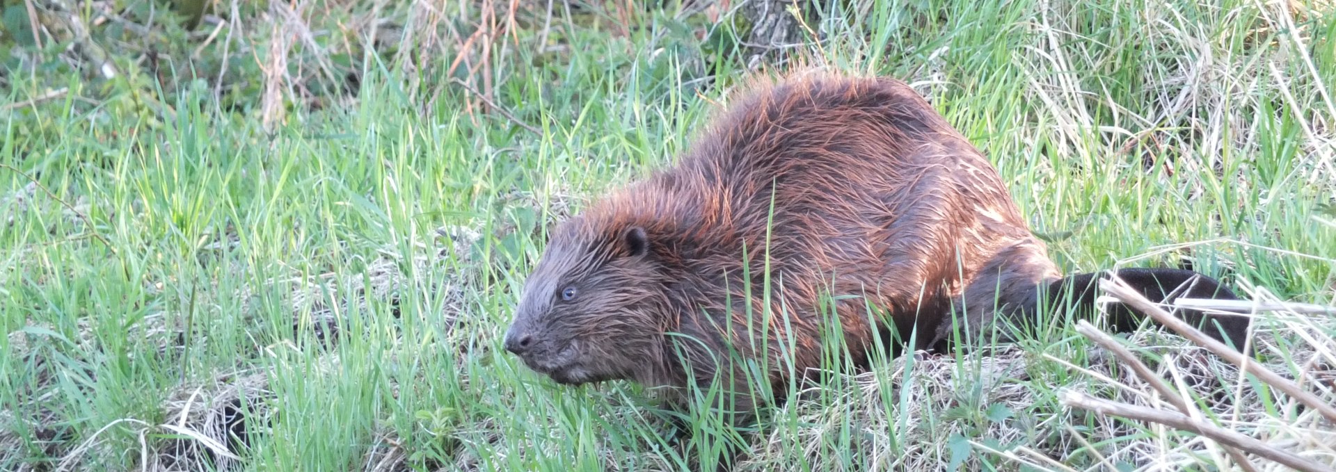 Beaver on the Recknitz, © Martin Hagemann