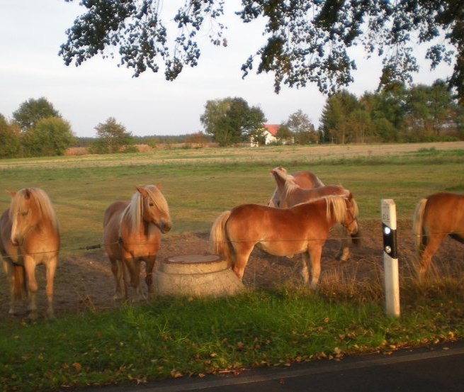 The Haflingers of the Haflingerhof-Tack are waiting for you, © Haflingerhof Tack/ Volker Tack