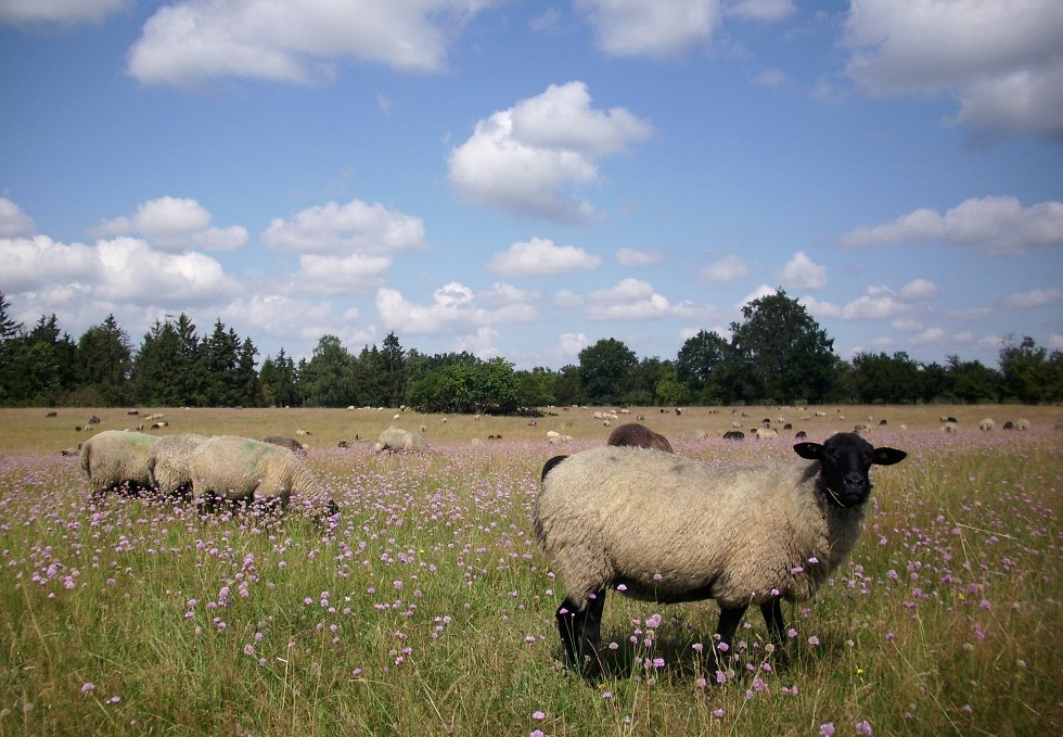 Our sheep in Hullerbusch, © Schäferei Hullerbusch