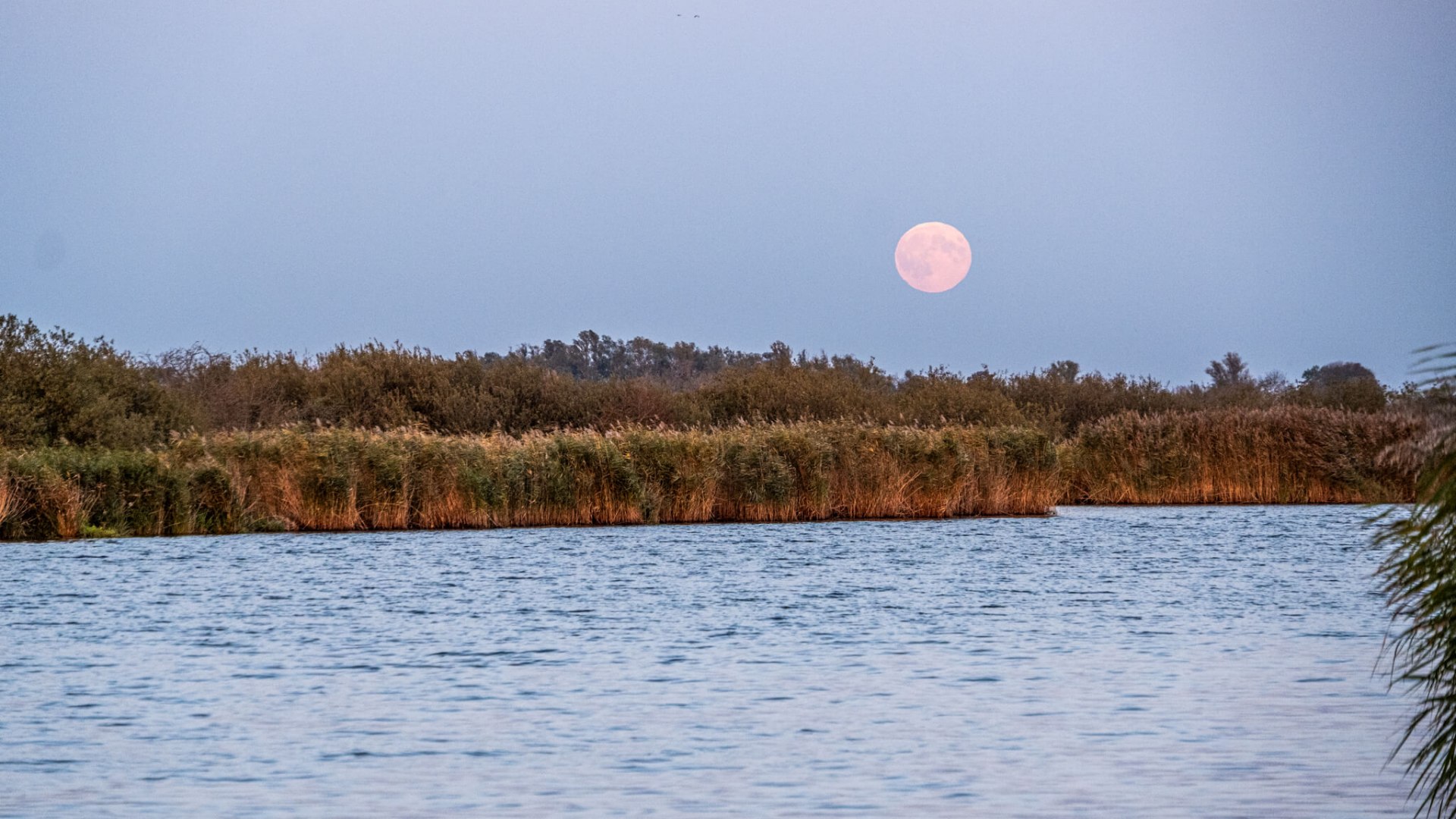 Full moon over the Peene, surrounded by reeds and calm water.