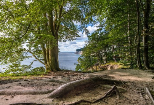 Cathedral with a sea view: Stubnitz is the name of the large beech forest in Jasmund National Park, directly on the Baltic coast of Rügen, © TMV/Tiemann