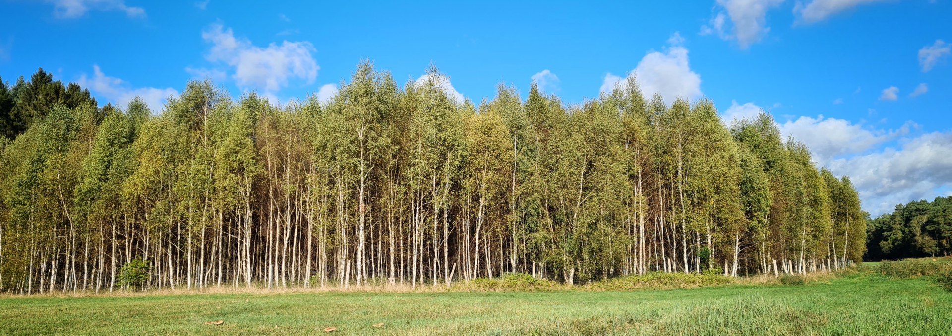 Climate forest Mirow, © Landesforst MV