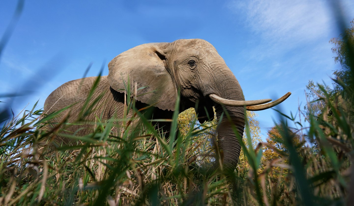 Touch and feed elephants., © Elefantenhof Platschow