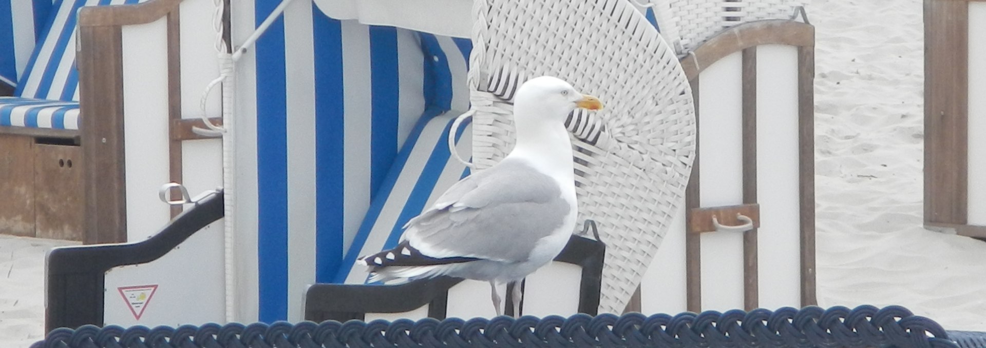 Seagull on beach chair, © TV FDZ