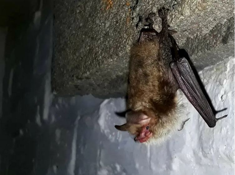 A fringed bat at its hanging place, © Bjarne Riesbeck