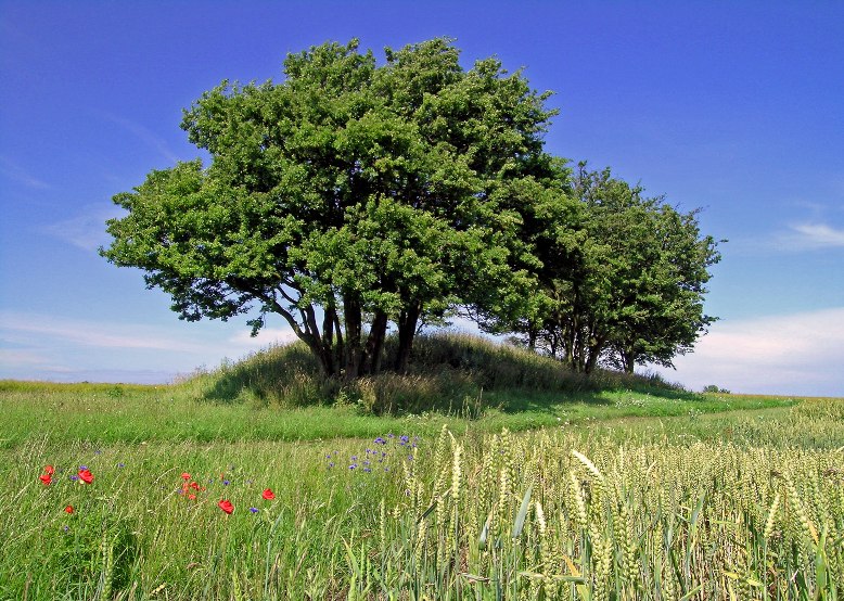 A barrow with guardian stones in the middle of fields, © Archäo Tour Rügen