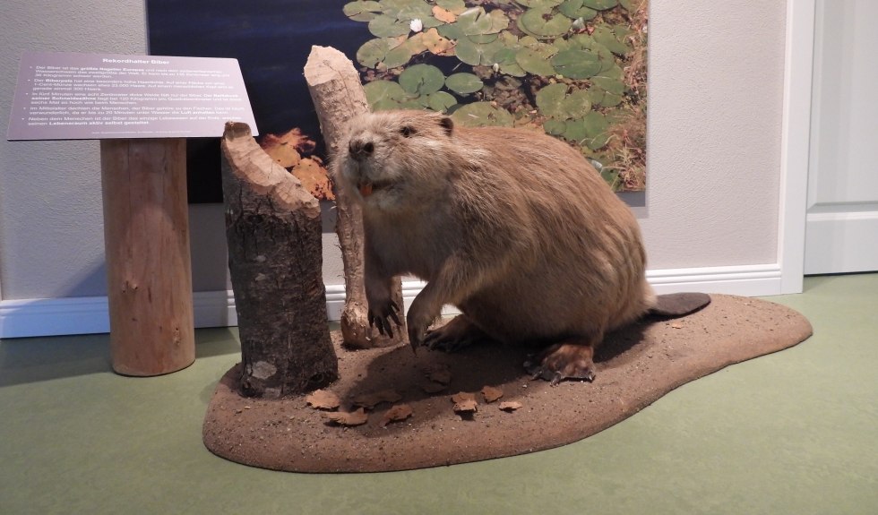 The beaver is native to the Recknitz River., © Martin Hagemann