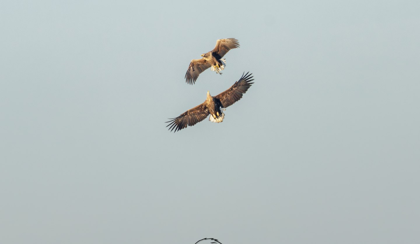 White-tailed eagle mating., © Vogeltouren MV