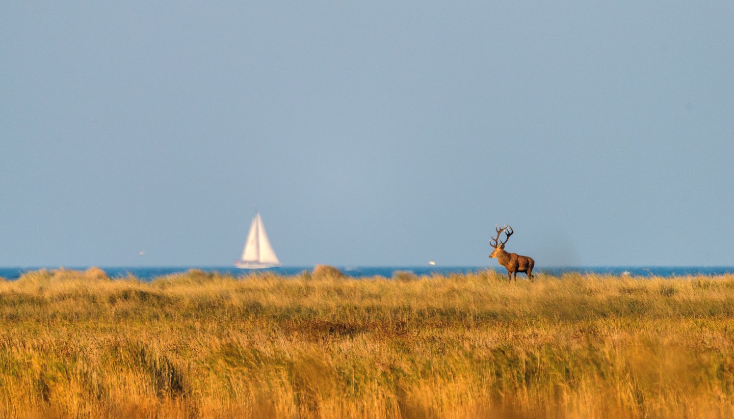 A magnificent stag stands majestically in the golden autumn landscape of the Vorpommersche Boddenlandschaft National Park, while a sailing boat glides peacefully across the Bodden Sea in the background - a harmonious interplay of wilderness and coastal idyll.