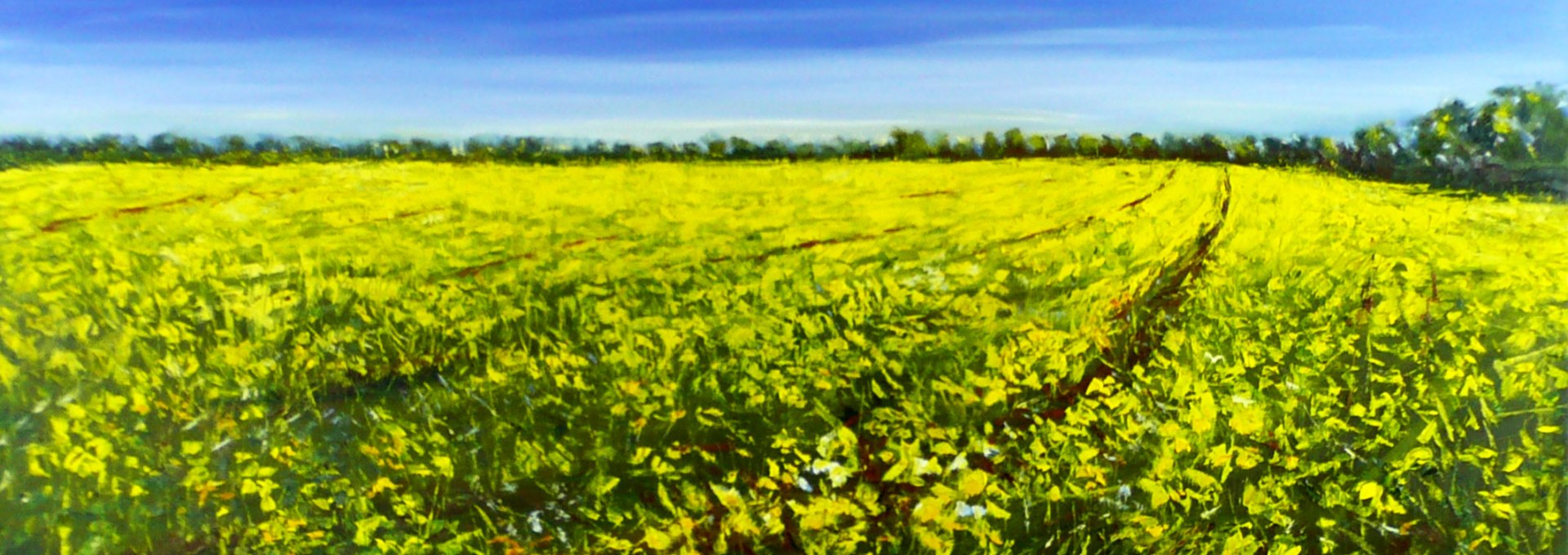 Rapeseed, © Matthias Heinz