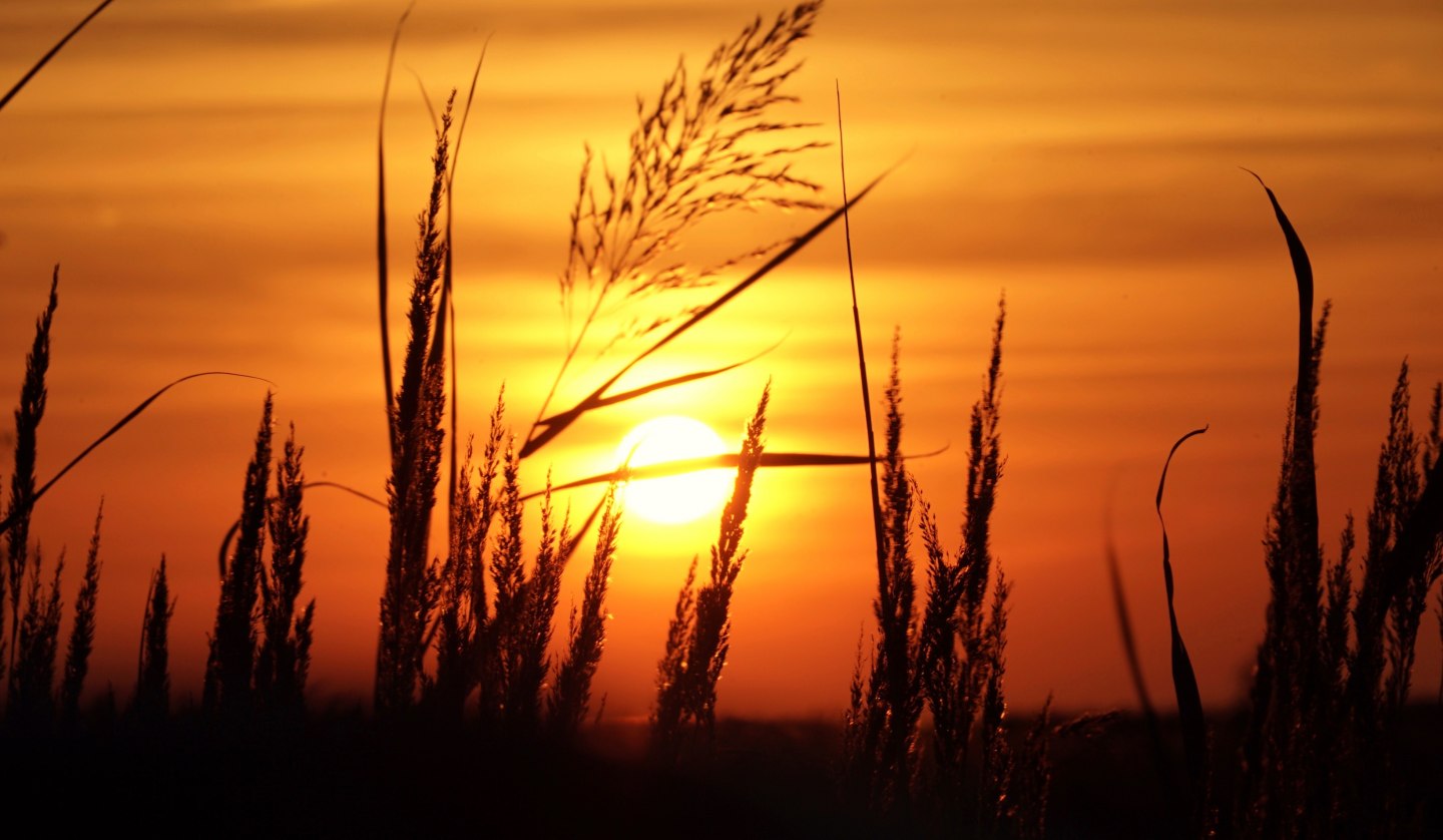 Eye walk sun grass, © KV Mönchgut