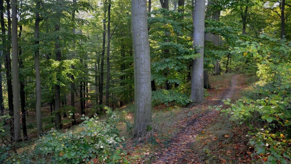 Hiking trail to the Reiherberg, © Kurverwaltung Feldberger Seenlandschaft