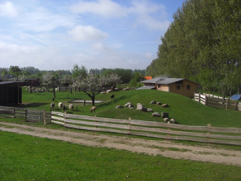 Sheep and goats to pet, © Eselhof Schlage