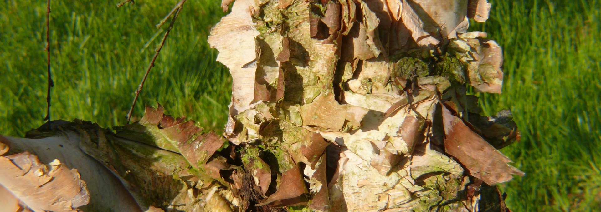 Trunk of the black birch, © Peter Ramsch