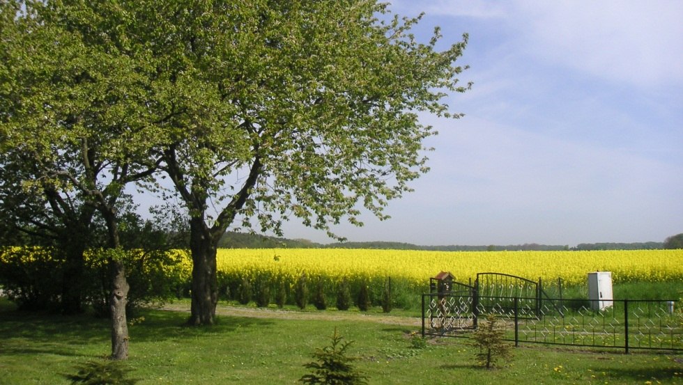 Wide landscapes, blooming rape fields and picturesque bathing bays - all this is the Rügen island Ummanz, © Ummanz-Information/Schmorell