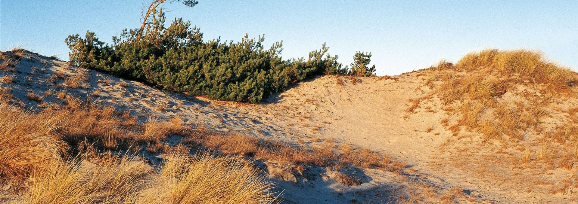 Dune landscape near Klein Schmölen, © TMV/Neumann