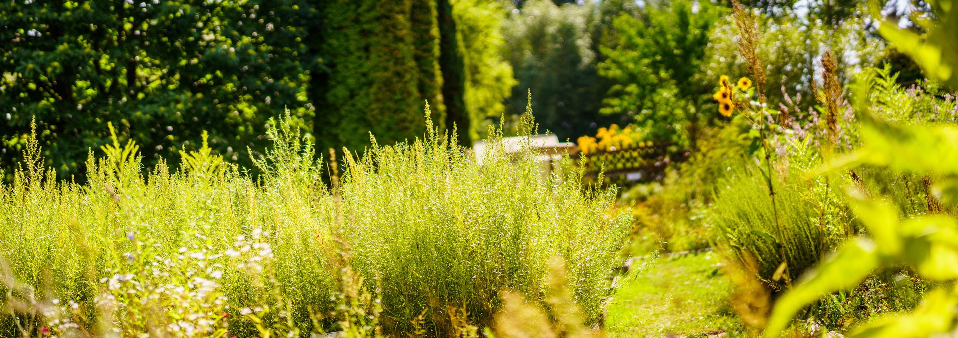 Himmelpfort monastery herb garden, © André Wirsig