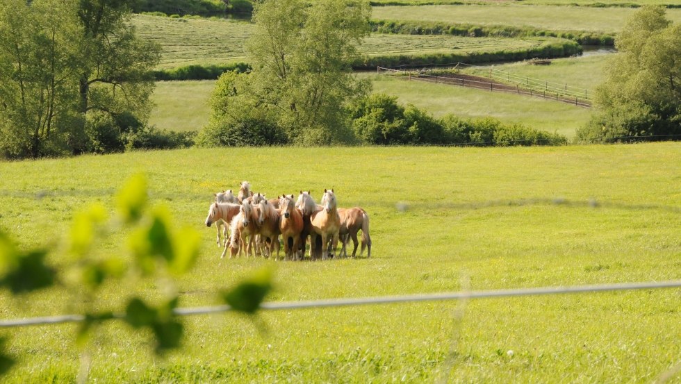 Haflinger young stallions not far from the farm on Usedom, © Reiterhof Sallenthin