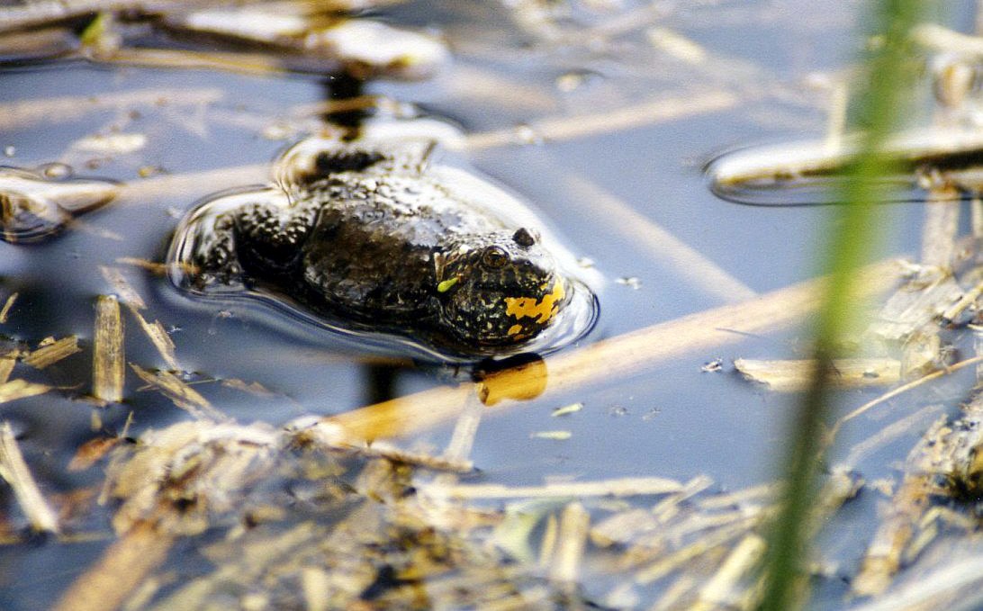 A few specimens of the endangered fire-bellied toad still live in the fortress moat., © Wolfgang Stürzbecher