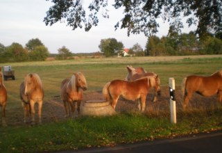 The Haflingers of the Haflingerhof-Tack are waiting for you, © Haflingerhof Tack/ Volker Tack