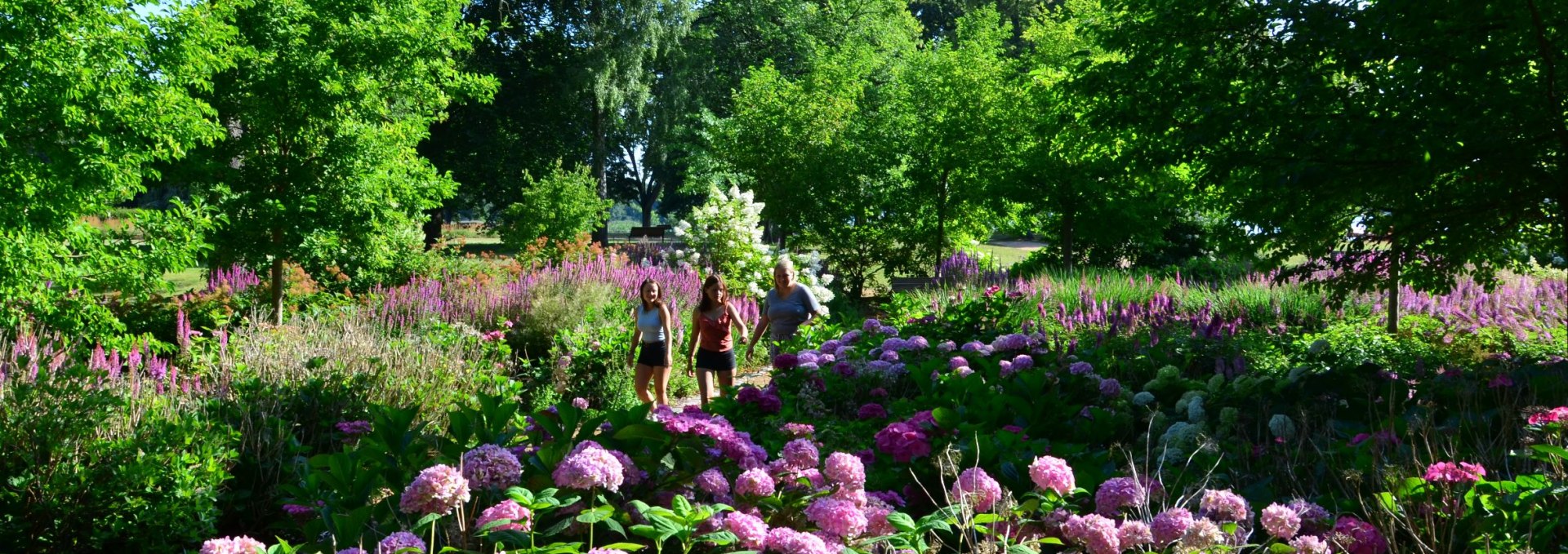 In summer visitors are enchanted by the hydrangea paradise, © Kurverwaltung Feldberger Seenlandschaft