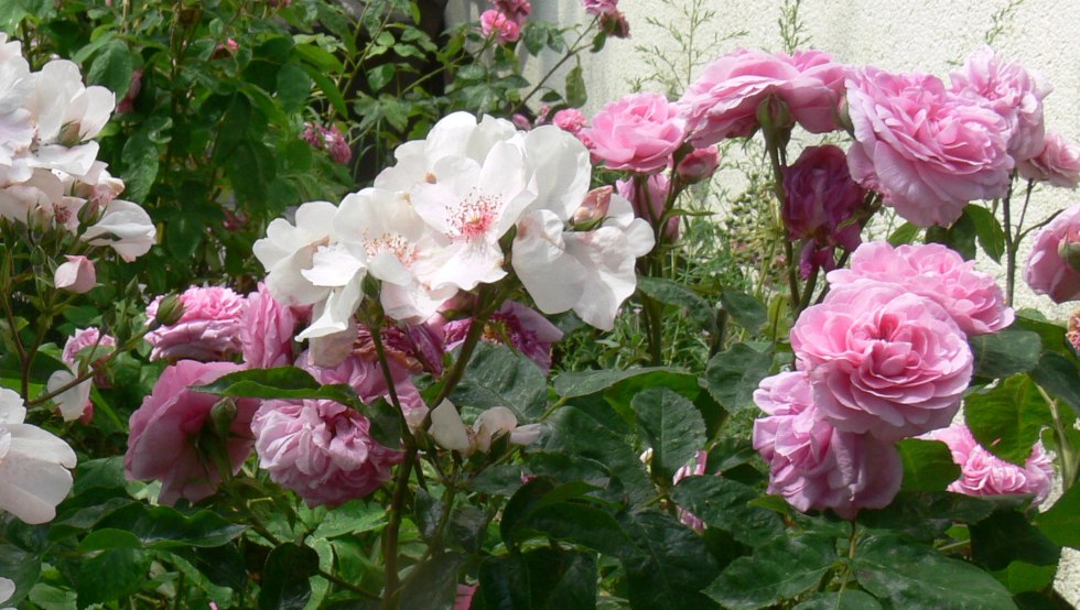 Magnificent roses in Schlemmin, © Rosentau-Keramik/Rehfeld