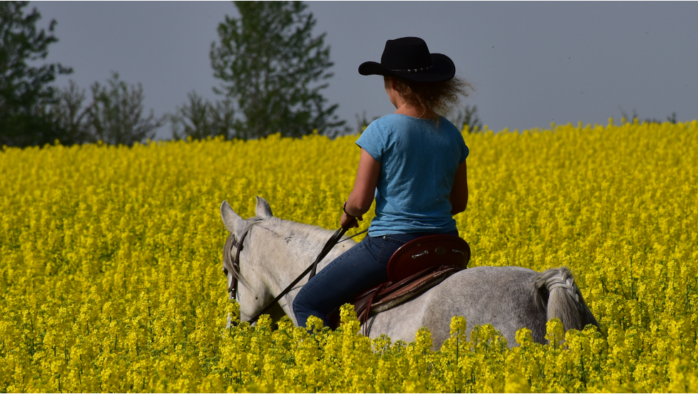 Explore the castles, manor houses and mansions on horseback, © Hof Peeneland