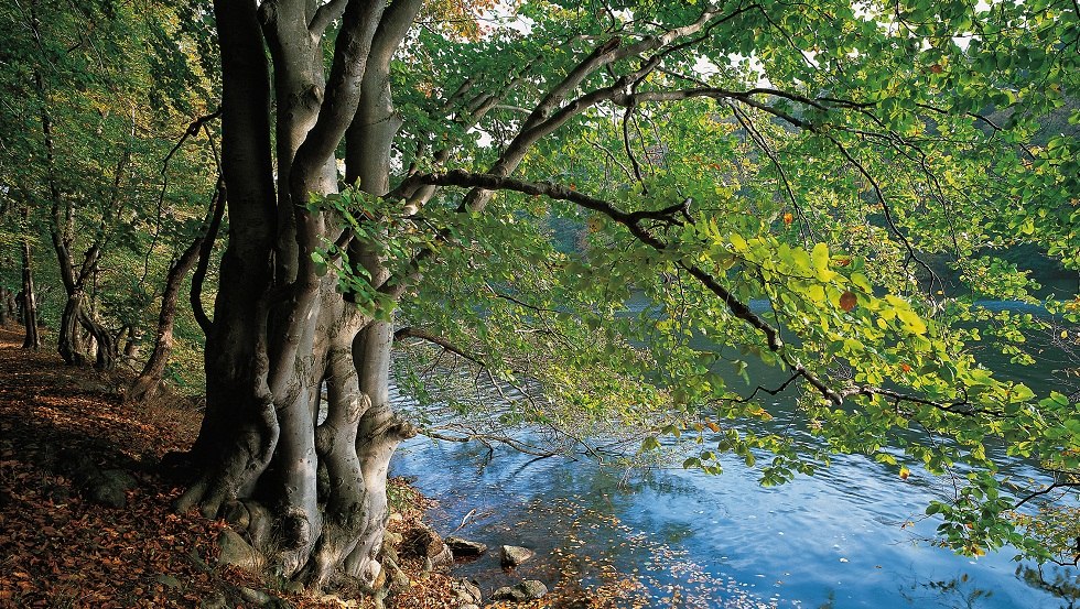 On the banks of the Narrow Luzin forest meets water, © TMV/Grundner