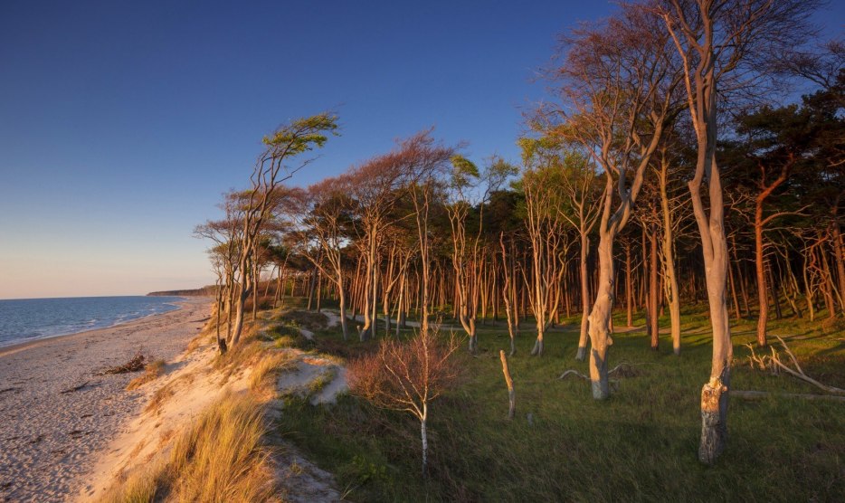 The coastal forest on the Darss west beach painted by the weather, © TMV/Allrich