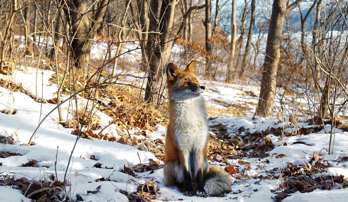 winter walk