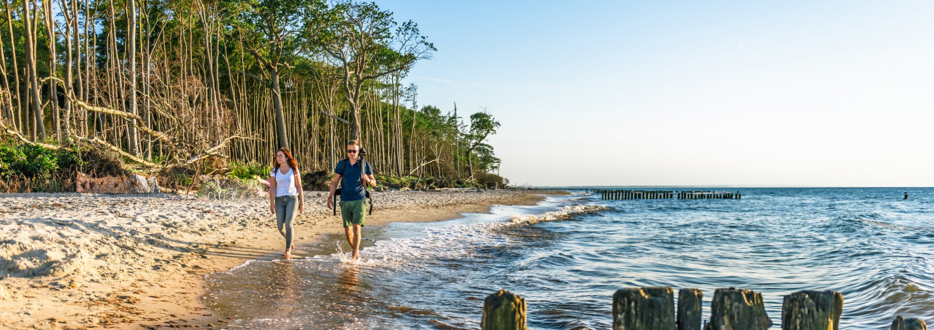 Coastal forest in Graal-Müritz, © TMV/Tiemann