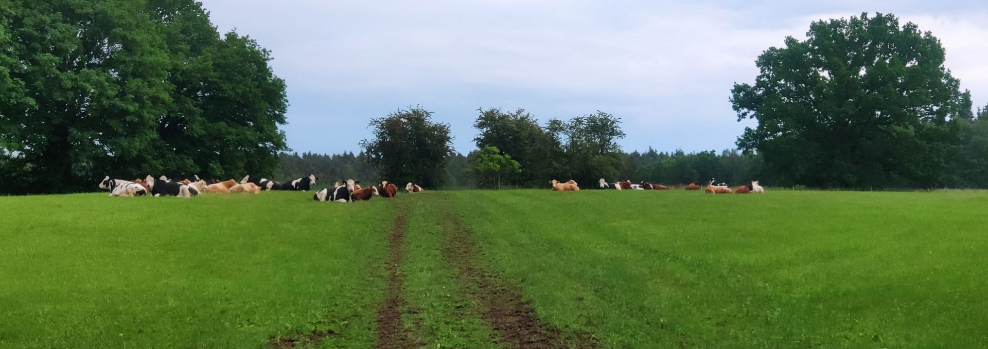 Pasture cattle relax in the greenery., © A. Rossnagel