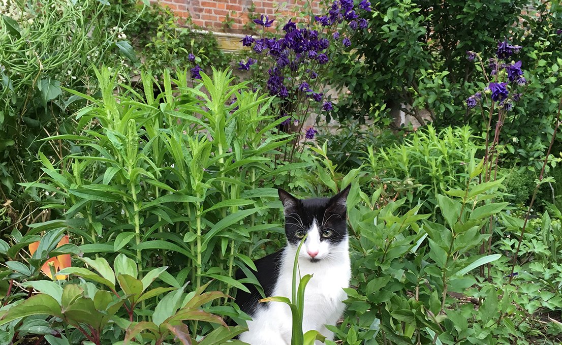 Castle cat August, © Herrenhaus Goldenbow