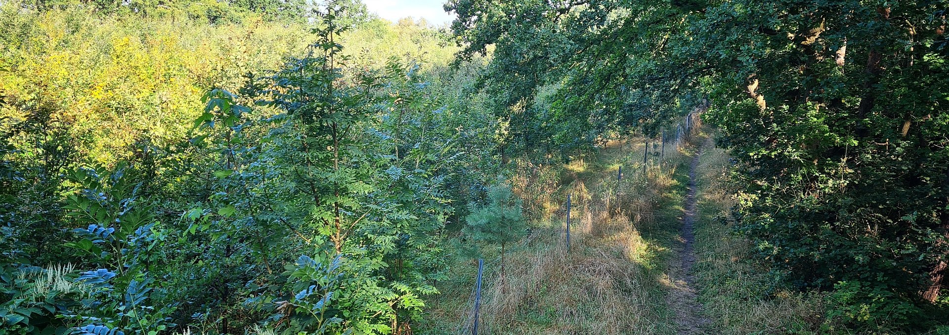 Climate forest Bad Kleinen, © Landesforst MV