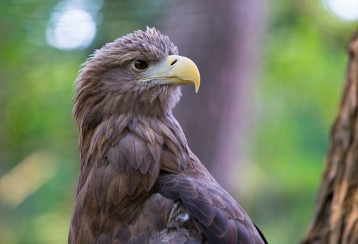 The majestic sea eagle in portrait, © TMV/Müller