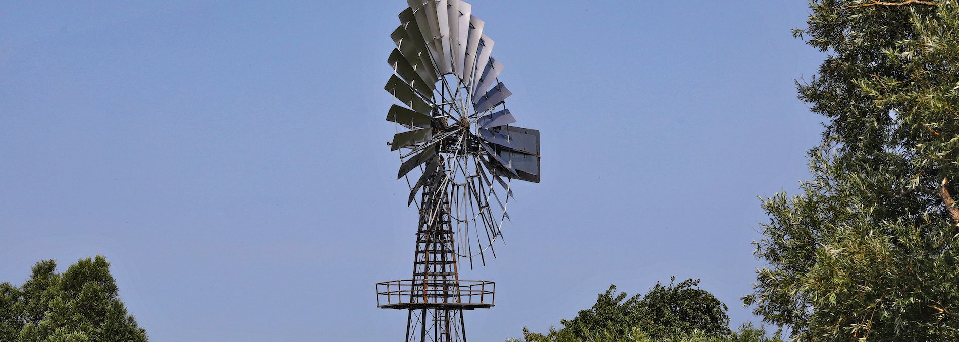 windshoe plant-lobbe_4, © TMV/Gohlke